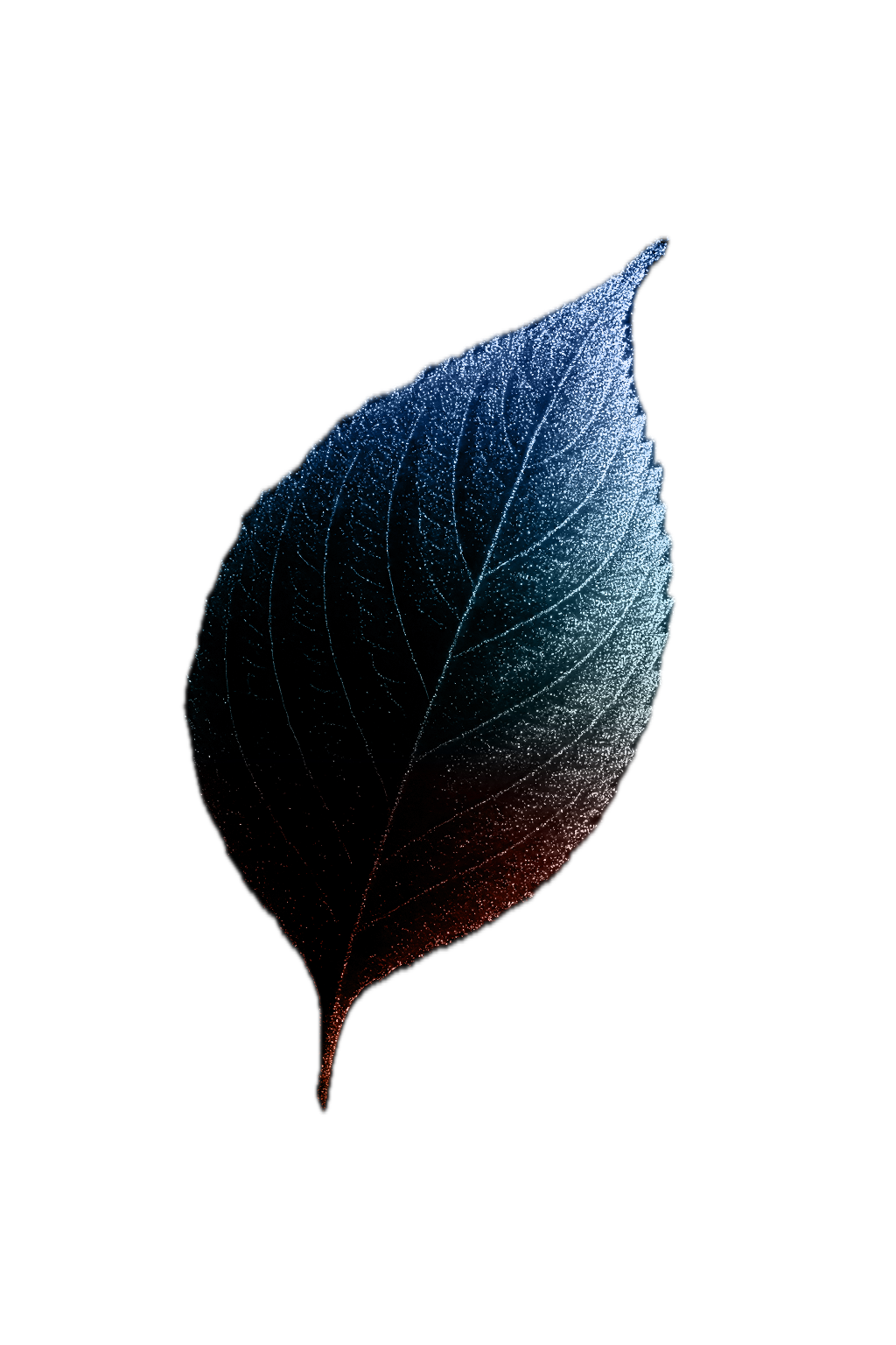 Leaf Outline